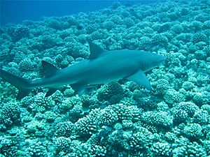 Requin citron près de Moorea