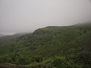 Reserva Nacional Lomas de Lachay, Huaral, Lima, Perú 01