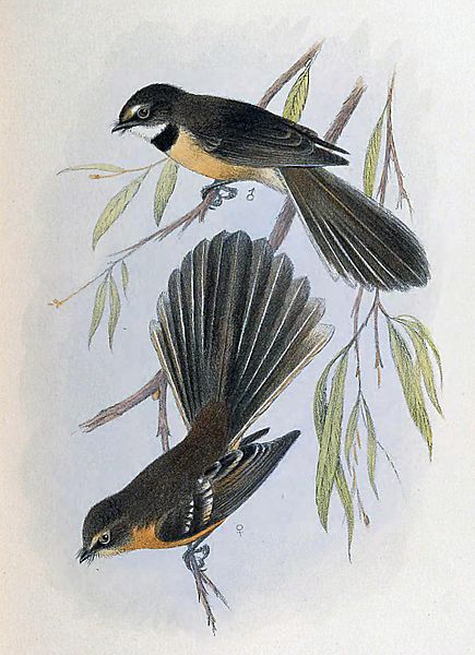 Rhipidura fuliginosa cervina