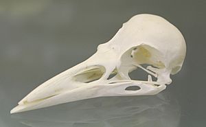 Rook (Corvus frugilegus) skull at the Royal Veterinary College anatomy museum