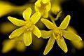 Sassafras albidum, Sassafras pistillate flowers, Howard County, MD, Helen Lowe Metzman 2017-07-25-20.11 (38413696475)
