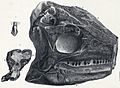 Scelidosaurus harrisonii skull
