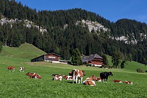 Schangnau-Wald