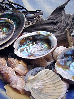 Seashells by designerd cc-by-sa-2.0