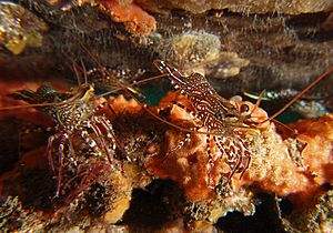 Serrated hinge-back shrimp