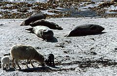 Sheep and seals, Nouster Bay, North Ronaldsay - geograph.org.uk - 710686