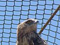 Short-toed Eagle 02