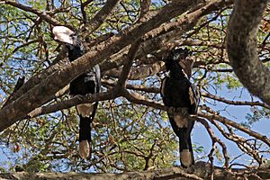 Silvery-cheeked hornbills (Bycanistes brevis) male (left) female (right).jpg