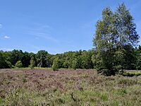 Smart's Heath, Mayford, Woking, Surrey