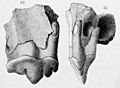 Smilodon fatalis holotype