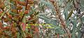 Southern Wax Myrtle Flower Sexing