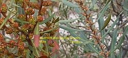 Southern Wax Myrtle Flower Sexing