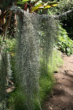 Spanish moss at the Mcbryde Garden in hawaii.jpg