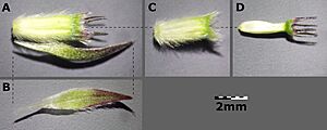 Succisa pratensis sl13