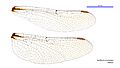 Synthemis tasmanica female wings (35063235155)