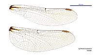 Synthemis tasmanica female wings (35063235155)