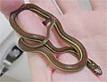 Thamnophis proximus rubrilineatus