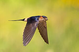 The Red Rumped Swallow
