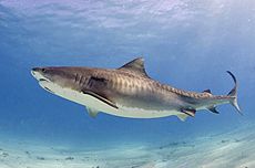Tiger shark(2)
