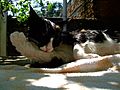 Tortoiseshell cat, grooming