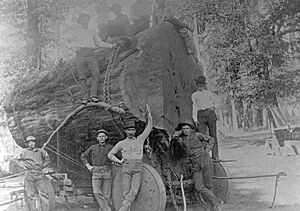 Typical-log-at-Sugar-Pine-California-1915