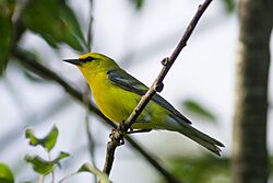 Vermivora cyanoptera -North Berwick, Maine, USA-8