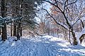Winter Trail at Battle Creek Regional Park, Saint Paul, Minnesota (47206742192)