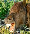 Yawning horse, Scotland