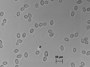 Zygosaccharomyces bailii cells.jpg