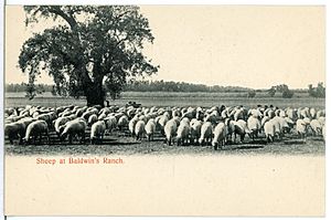 04940-Kalifornien-1903-Sheep at Baldwins Ranch-Brück & Sohn Kunstverlag