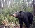 A Florida Black Bear.jpg