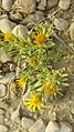 A kind of flowery plant in Kirthar mountain