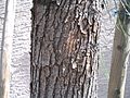 Acacia-stenophylla-bark