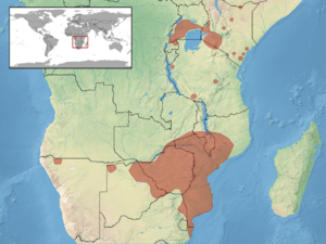 Acanthocercus atricollis distribution.png