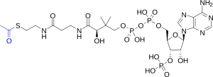 Acetyl-CoA-2D colored