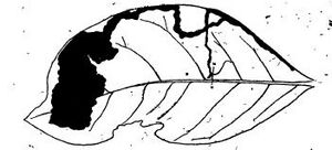 Acrocercops zorionella mine