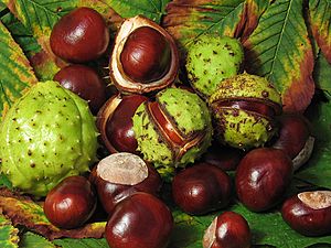 Aesculus hippocastanum fruit