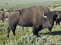 American Bison (Yellowstone)