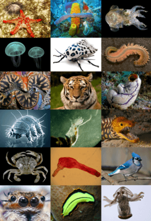 Animal diversity