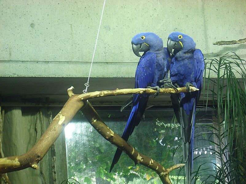 Anodorhynchus hyacinthinus -Vancouver Aquarium-8b