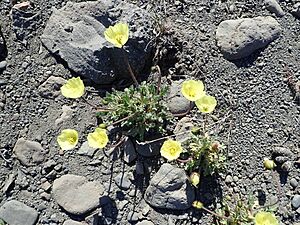 Arctic Poppy imported from iNaturalist photo 41380710 on 1 January 2024