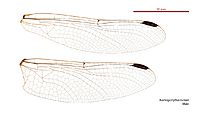 Austrogomphus turneri male wings (35019325916)