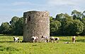 Ballybeg Priory St. Thomas Grazing Horses in front of Columbarium 2012 09 08