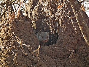 Banded Mangoose Mungos mungo in Tanzania 3455 Nevit