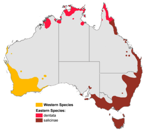 Banksia aus dist map colour gnangarra.png