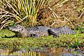Black caiman Macrofotografie 2
