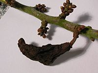 Blackthorn with Taphrina pruni gall
