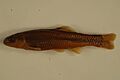 Bluntnose minnows