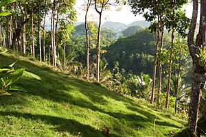 Bohol Hills 3, Carmen, Philippines