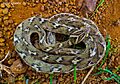 Boiga trigonata1